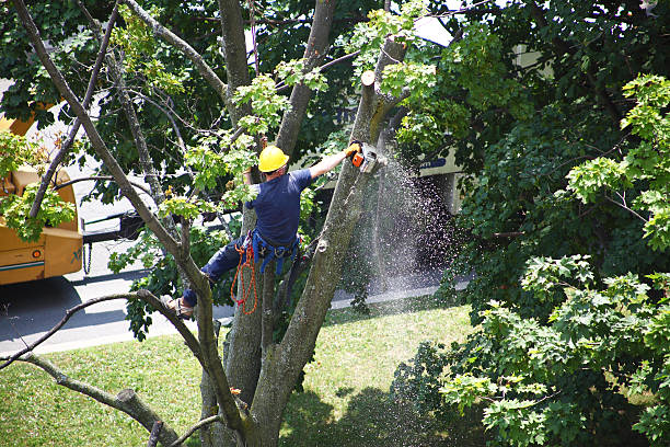 Trusted Richwood, WV Tree Removal Services Experts